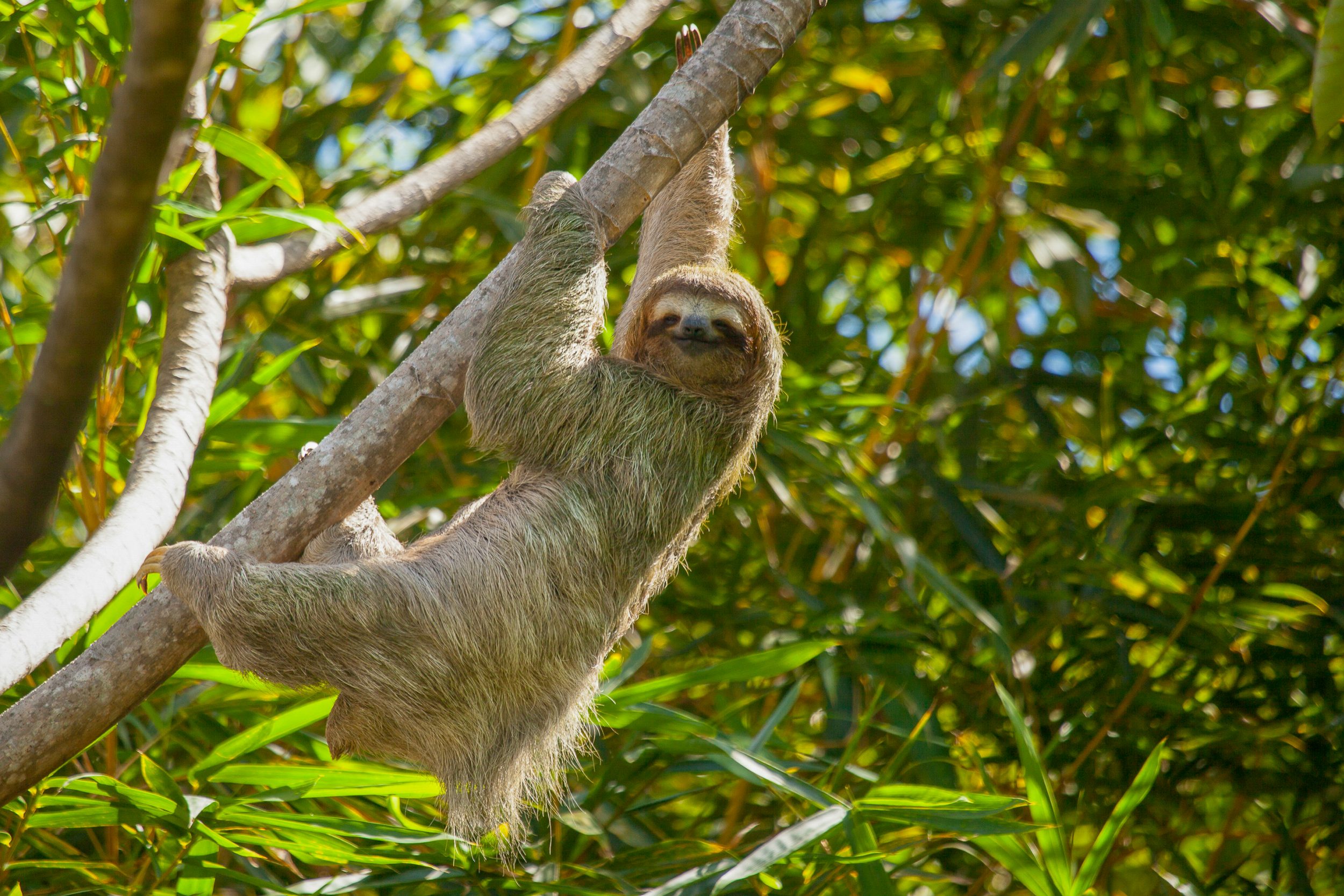 Begrüßen Sie Ihren Nachbarn im Dschungel