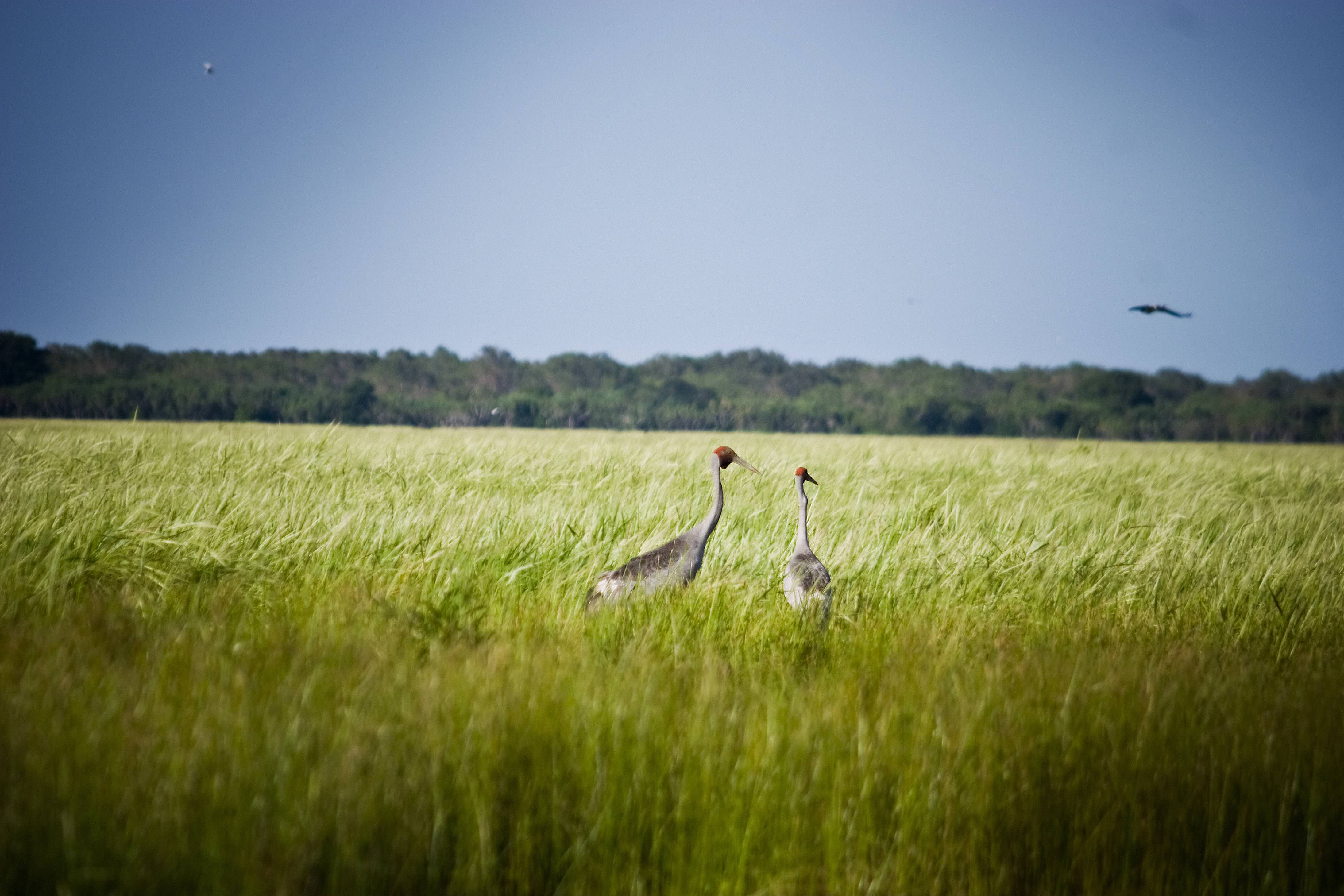 Eine einzigartige Vogelvielfalt erwartet Sie