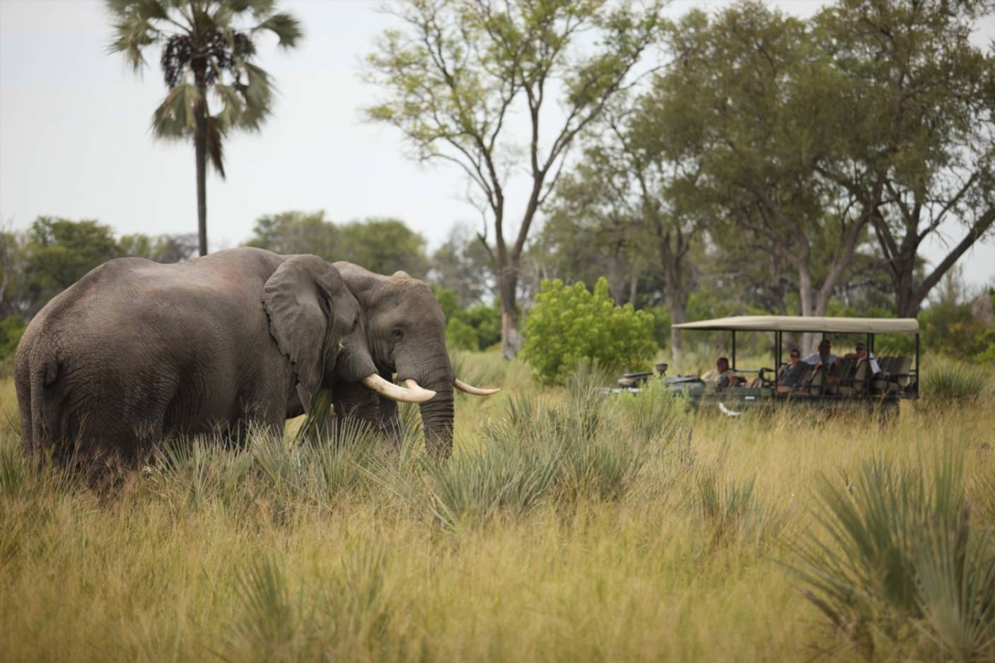 Ein Elephant Game Drive erwartet Sie