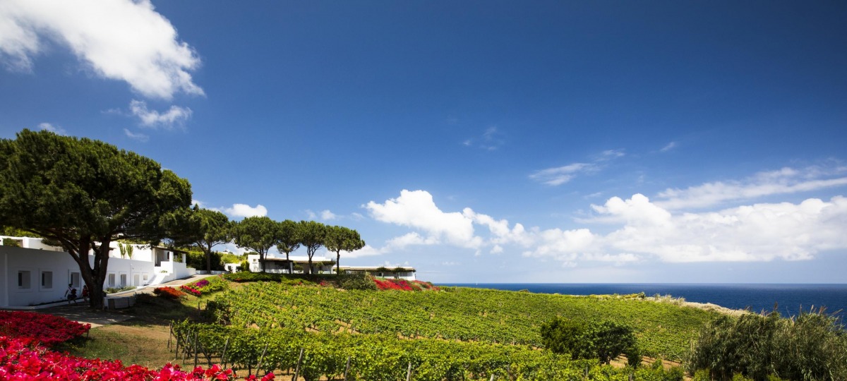 Inmitten von den satten Farben der Weinberge und Bougainville-Blüten