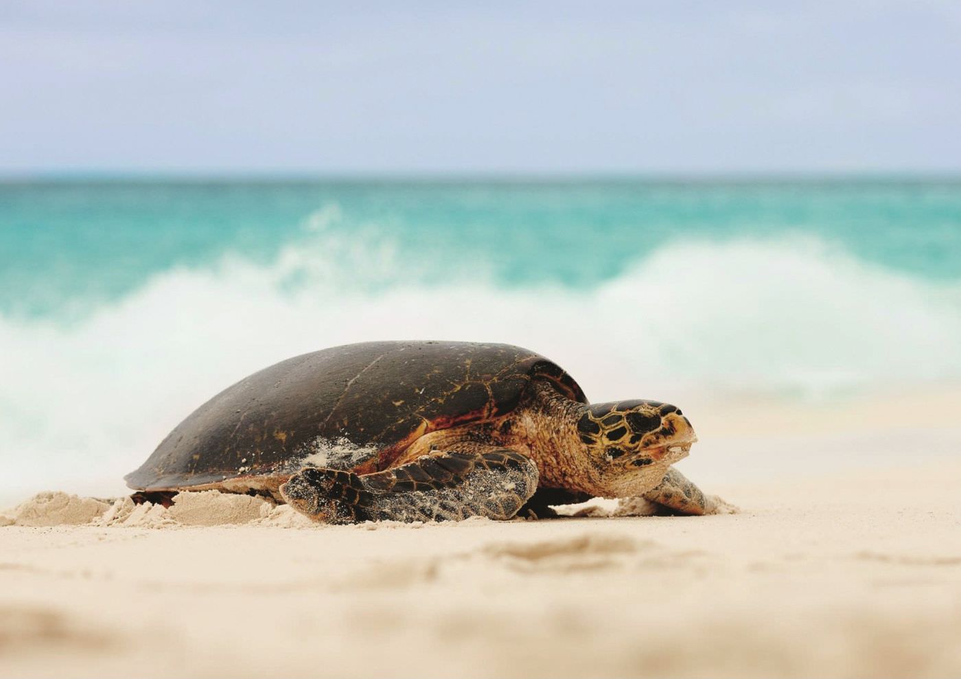 Fregate Island schützt die bedrohten Schildkröten