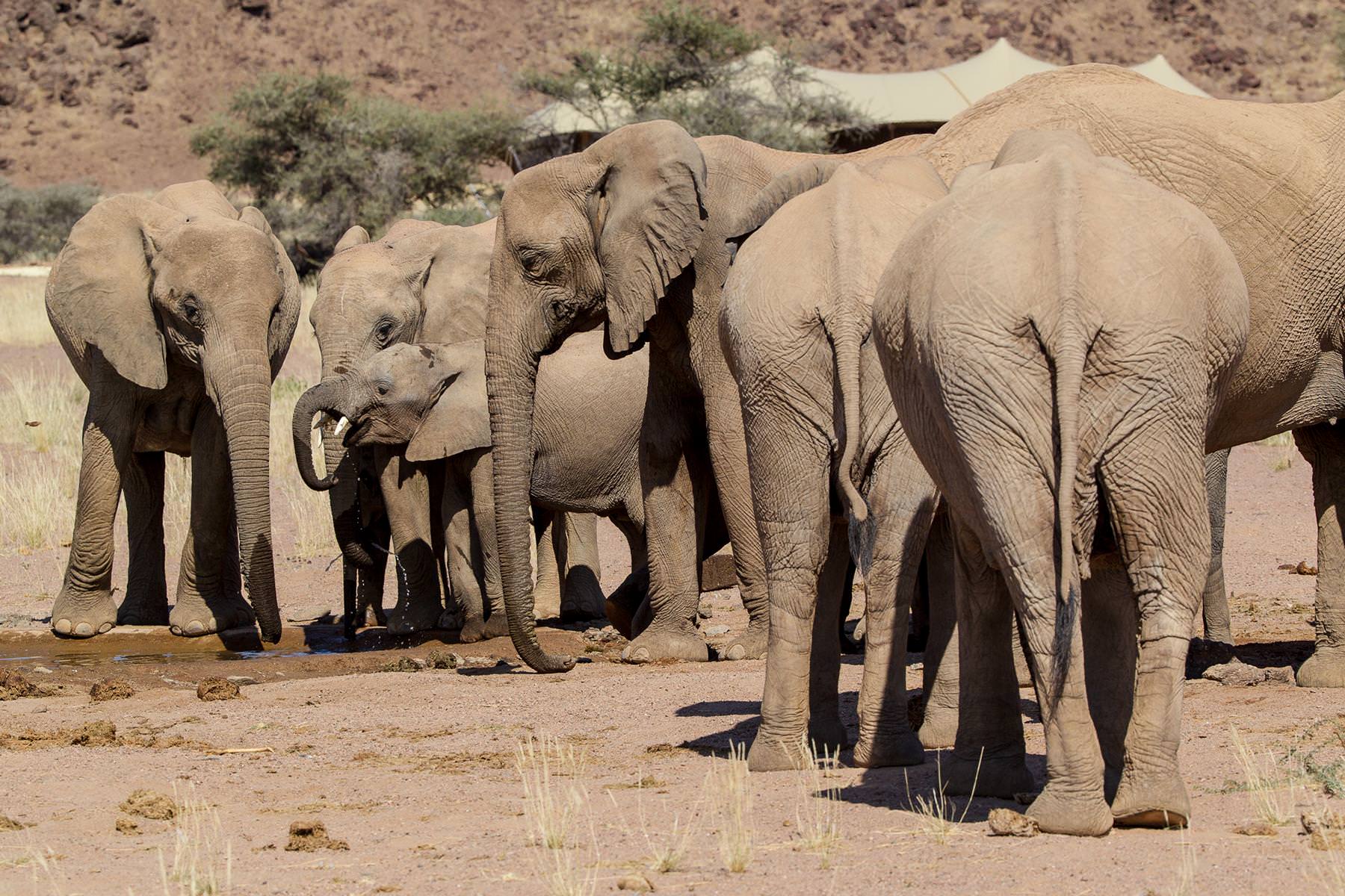 Steppenelefanten an der Wasserstelle