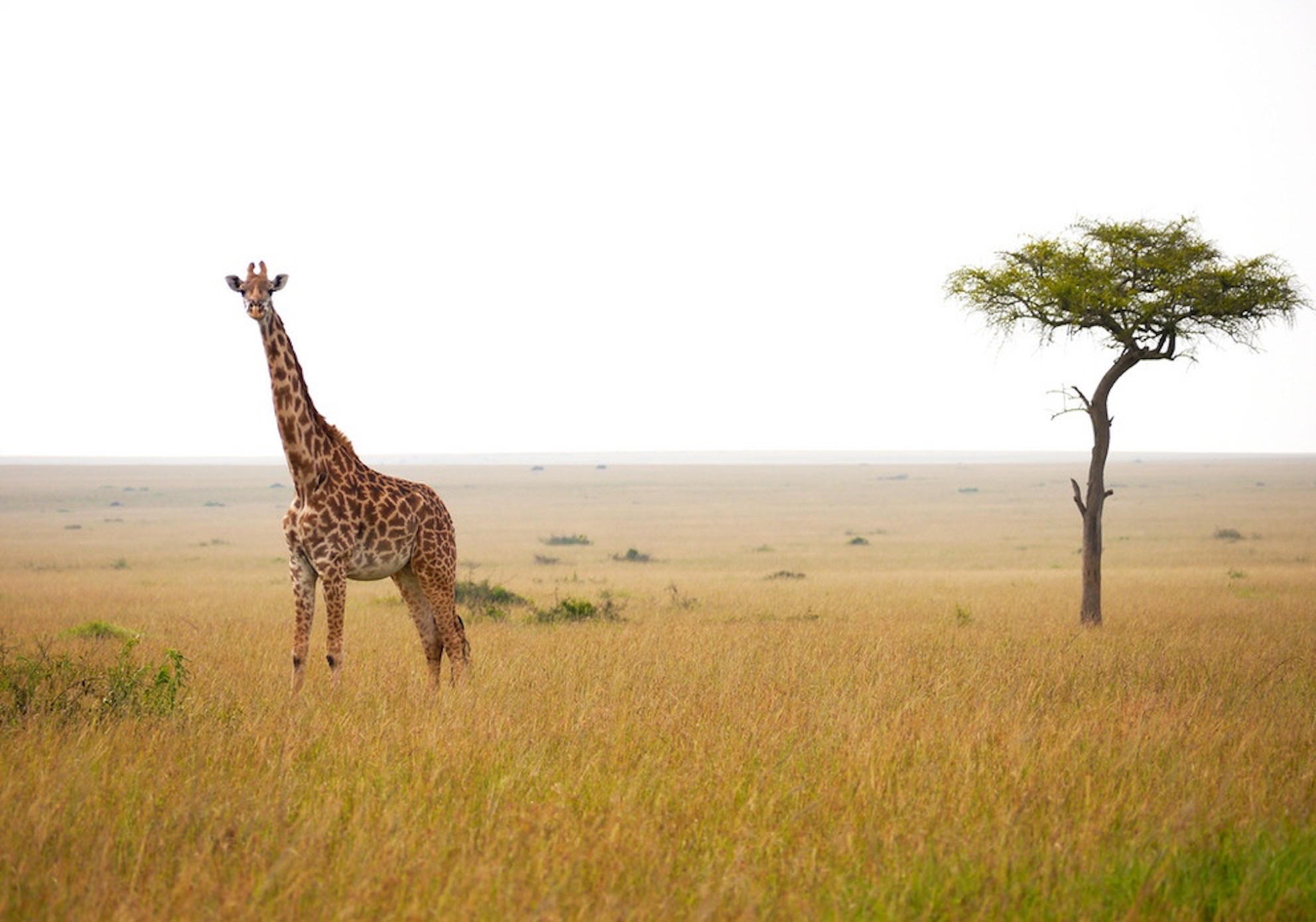 Der Zauber von Afrika