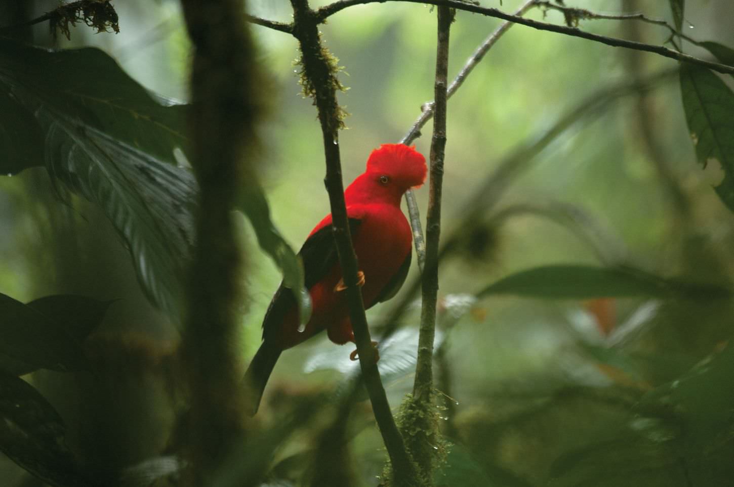 Einzigartige Artenvielfalt