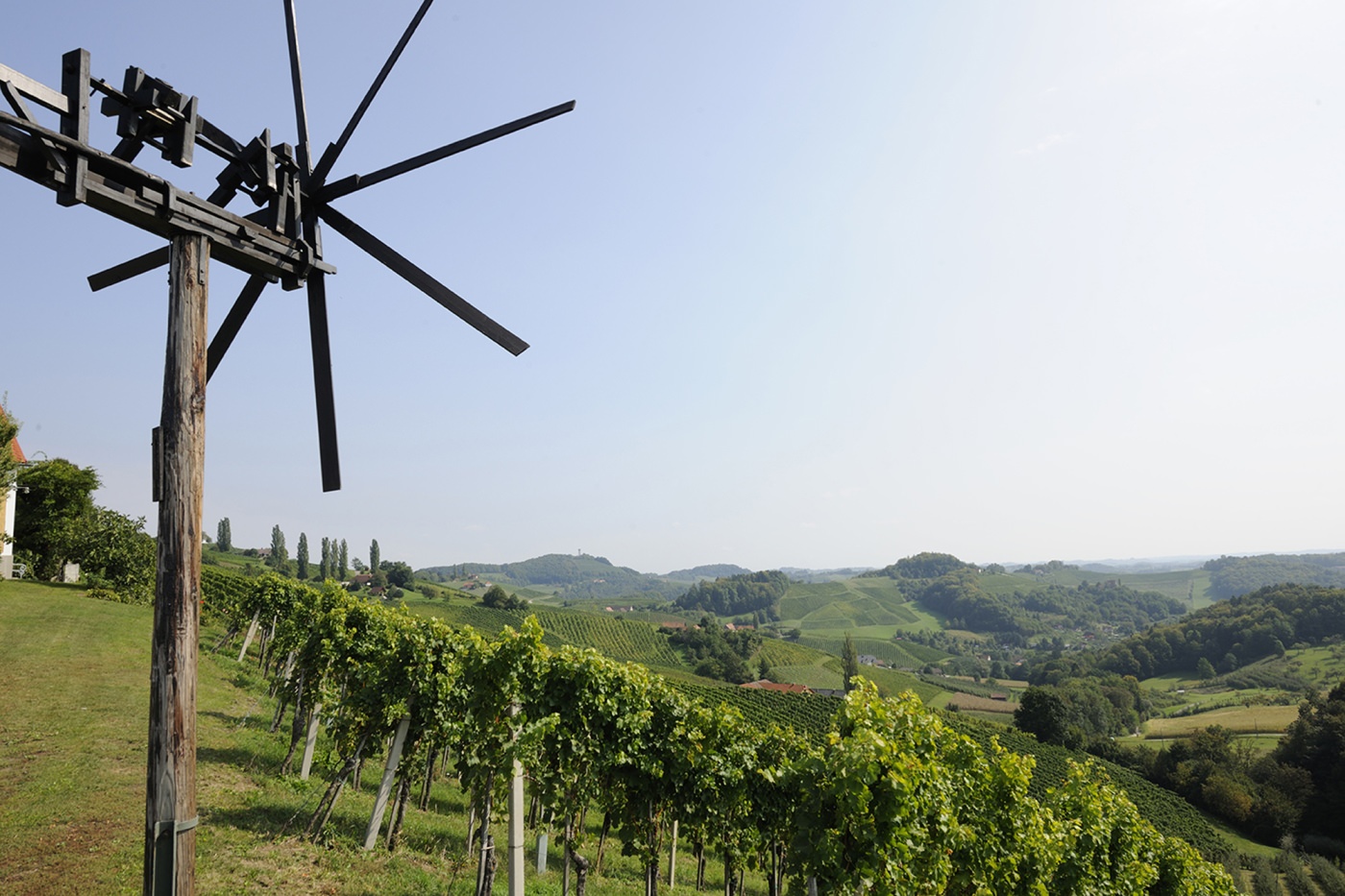 Inmitten von Weinreben 