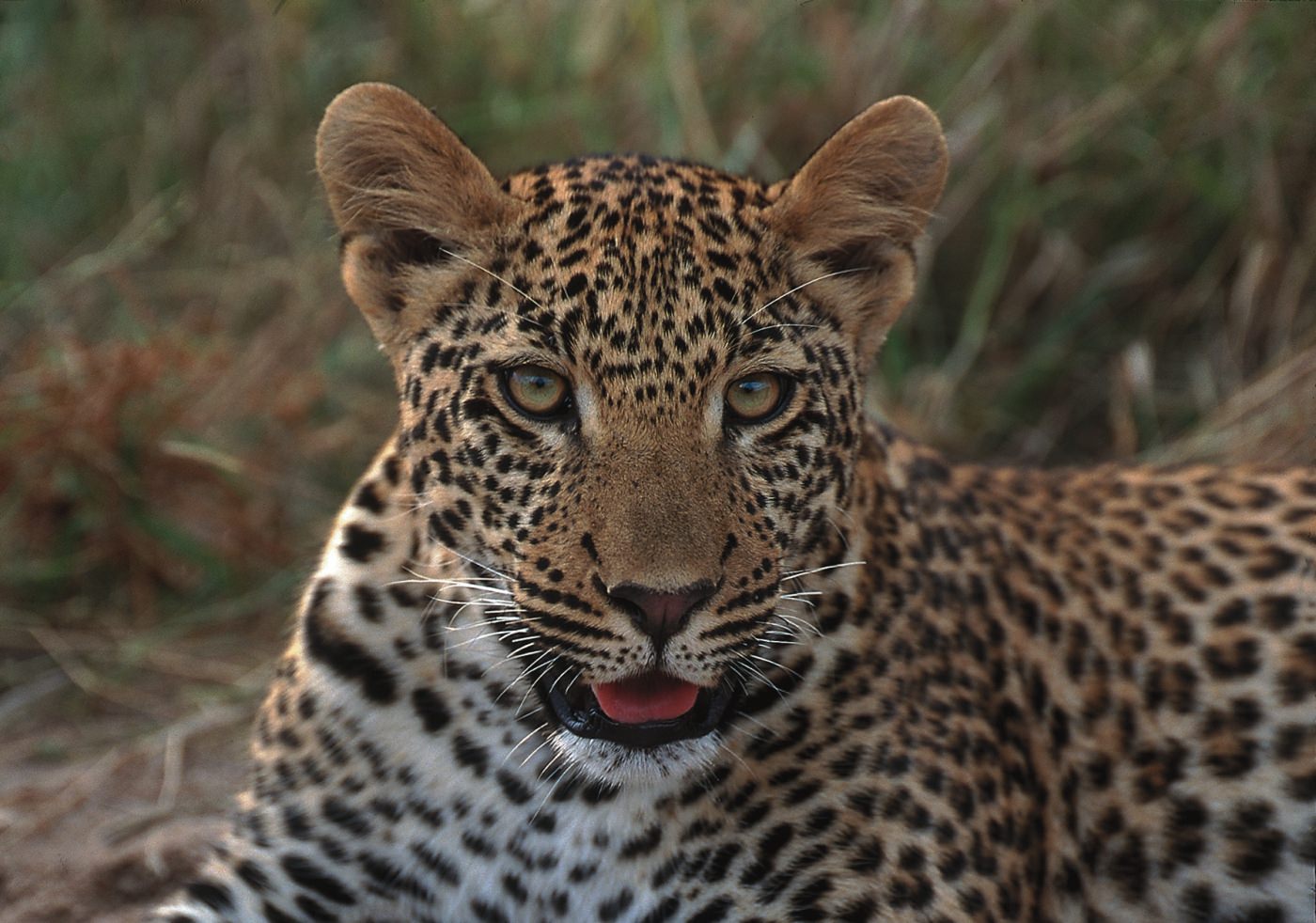 Beobachten Sie die Tiere hautnah