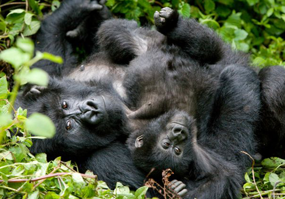 Erleben Sie Gorillas in freier Wildbahn im nahegelegenen National Park