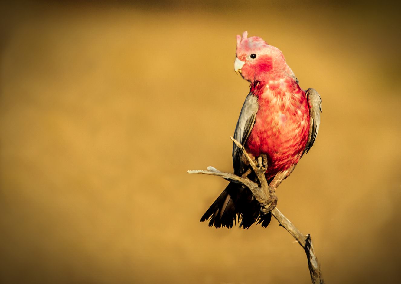 Exotische Tiere in unberührter Natur