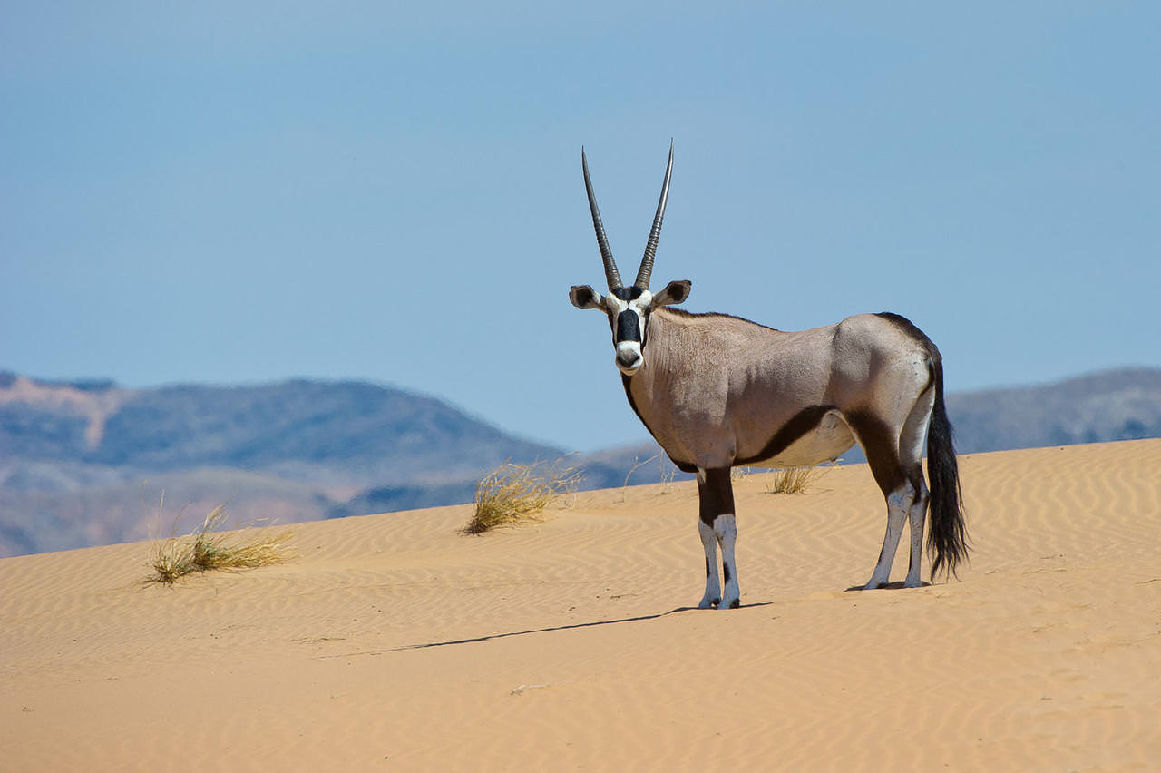 Oryx Antilope in der Hartmann Valley