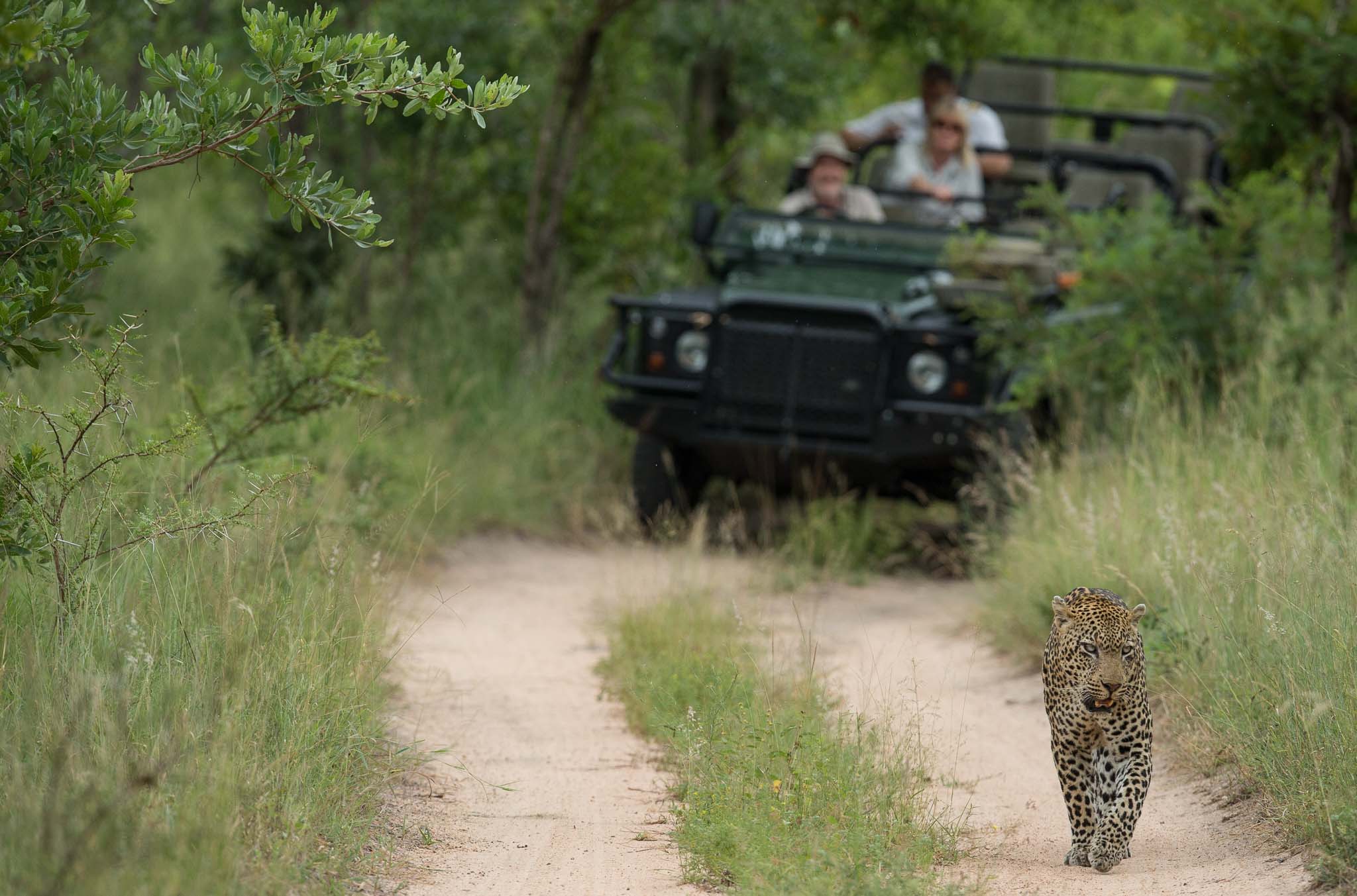 Sabi Sands lockt mit exzellenten Tierbeobachtungen 