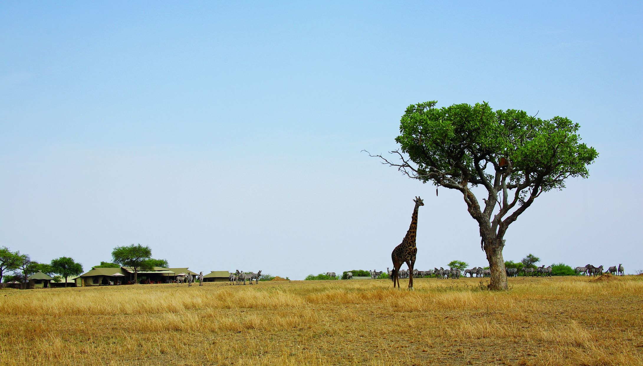 Eindrucksvolle Tierwelt vor dem Camp