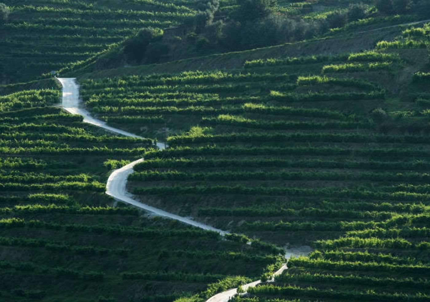 Riesige Weinplantagen wohin das Auge nur reicht 