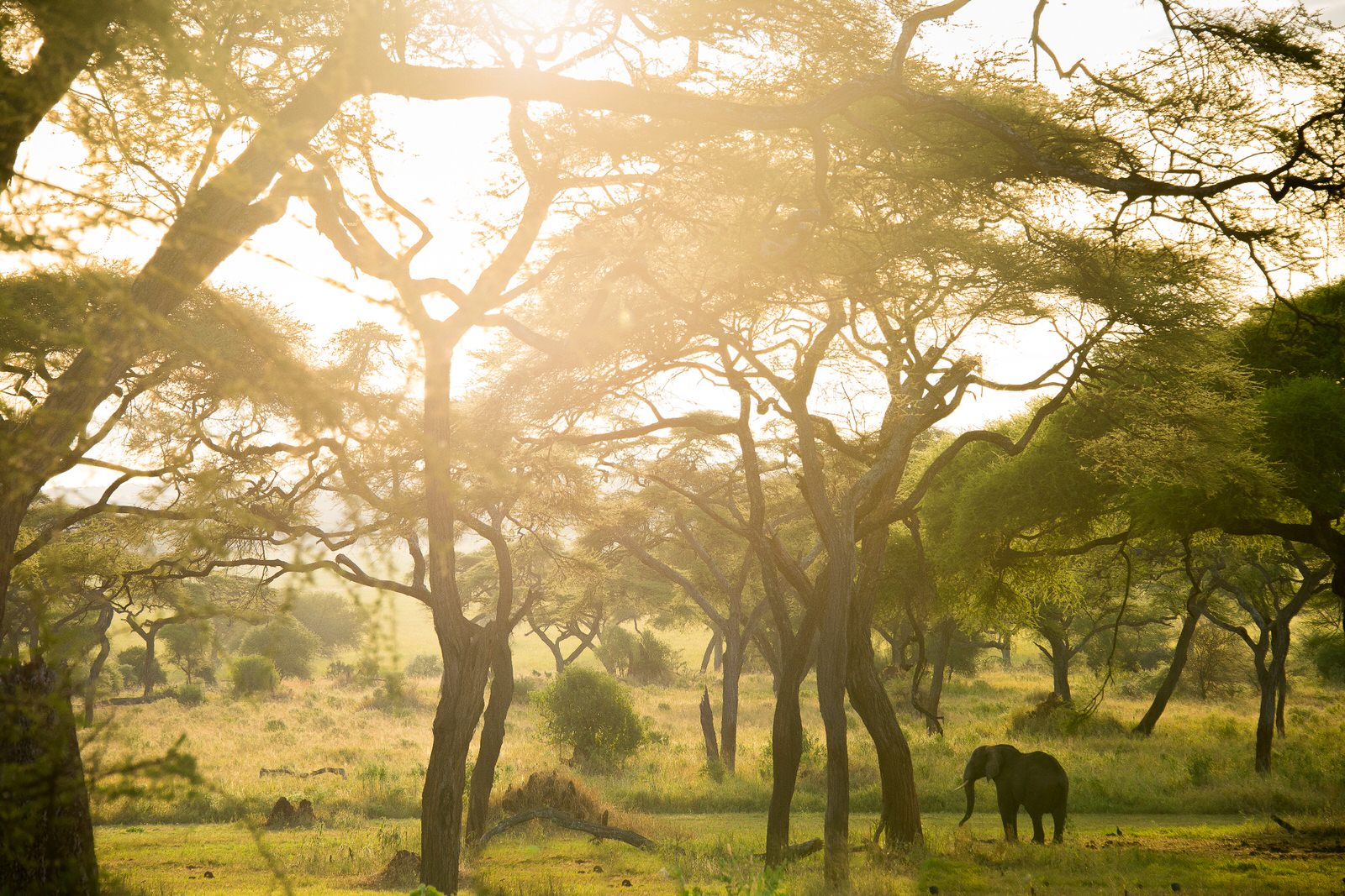 Der Tarangire Nationalpark