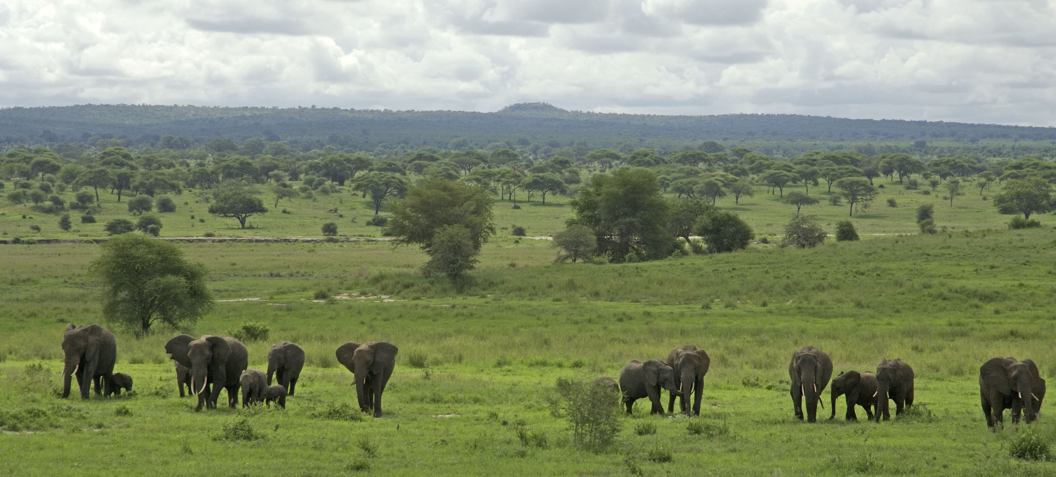 Der Tarangire Nationalpark