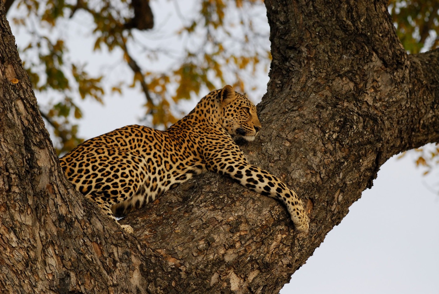 Exzellente Wildbeobachtung