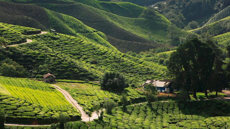 Herzlich Willkommen in den Cameron Highlands 