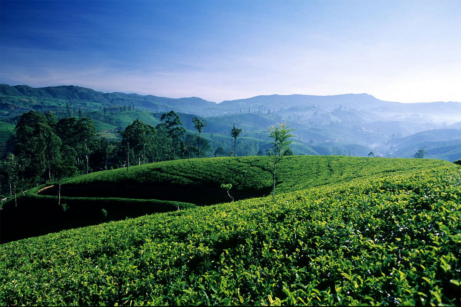 Sri Lankas üppige Natur