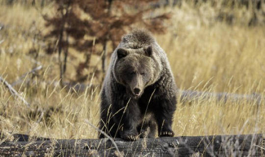 Den Grizzly sollte man aus gebührendem Abstand bewundern